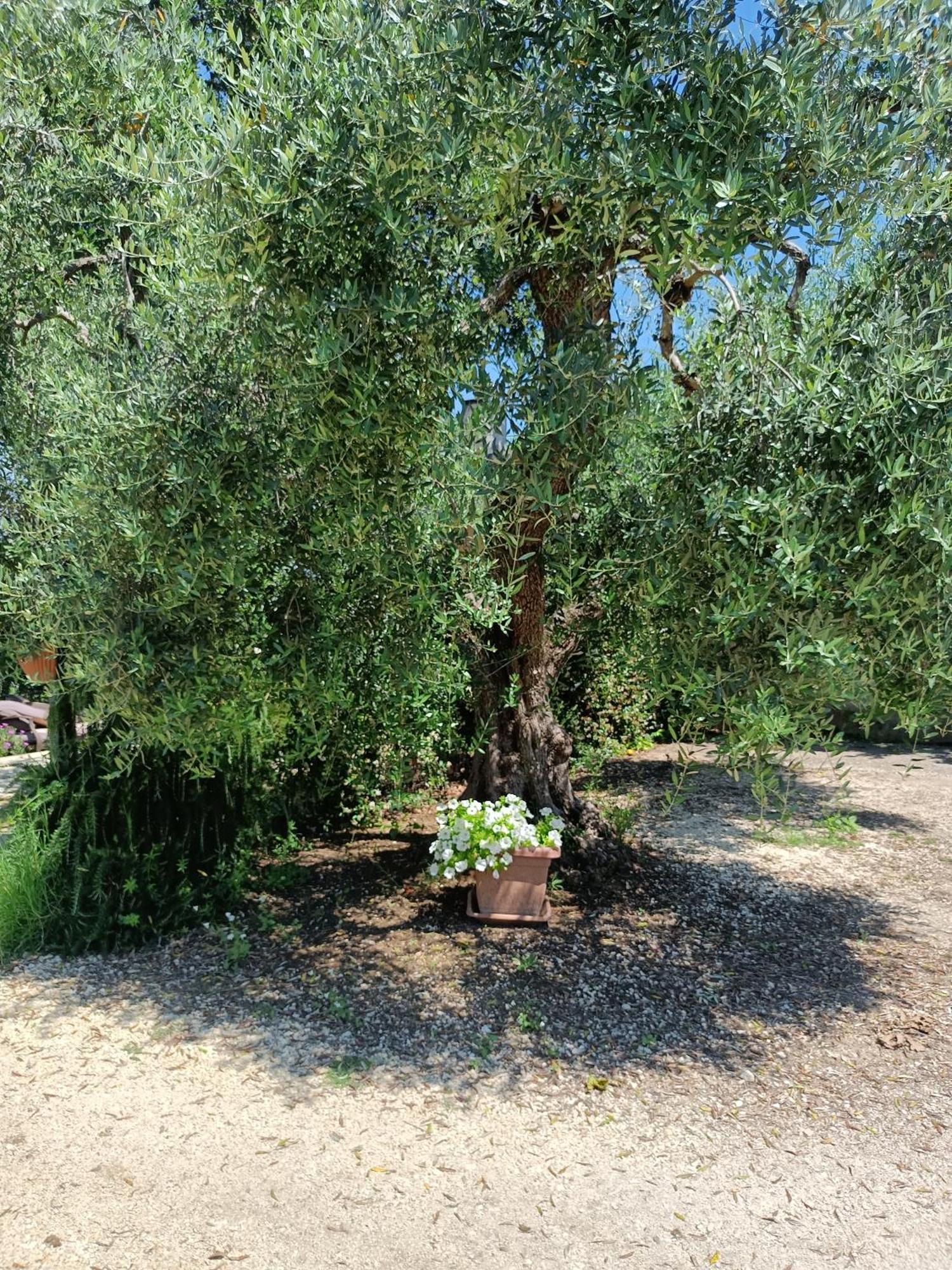 Colle Perazzoni Daire Fiano Romano Dış mekan fotoğraf